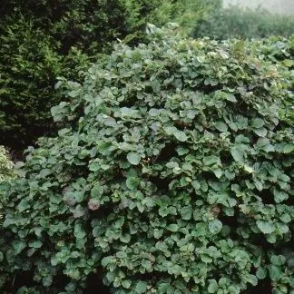 thumbnail for publication: Fothergilla major Large Fothergilla, Mountain Witchalder